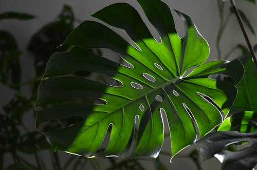 モンステラ・デリシオサ, 穴, 緑色の葉の無料の写真素材