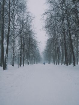 Serene winter scene with a snowy road flanked by bare trees in Kirov, Russia.