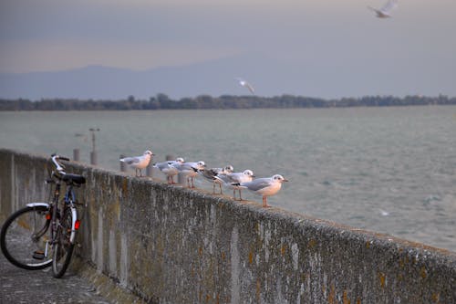 Free White and Grey Birds on Concrete Barrier Near Body of Water Stock Photo