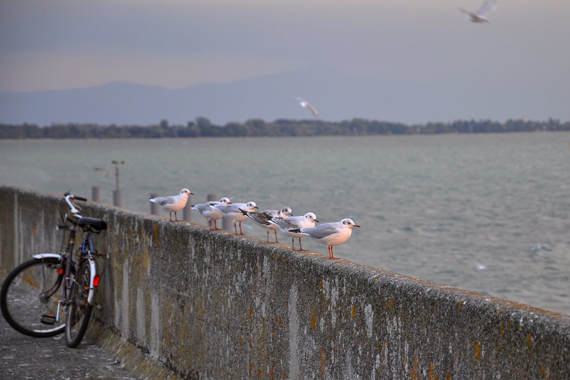Free White and Grey Birds on Concrete Barrier Near Body of Water Stock Photo