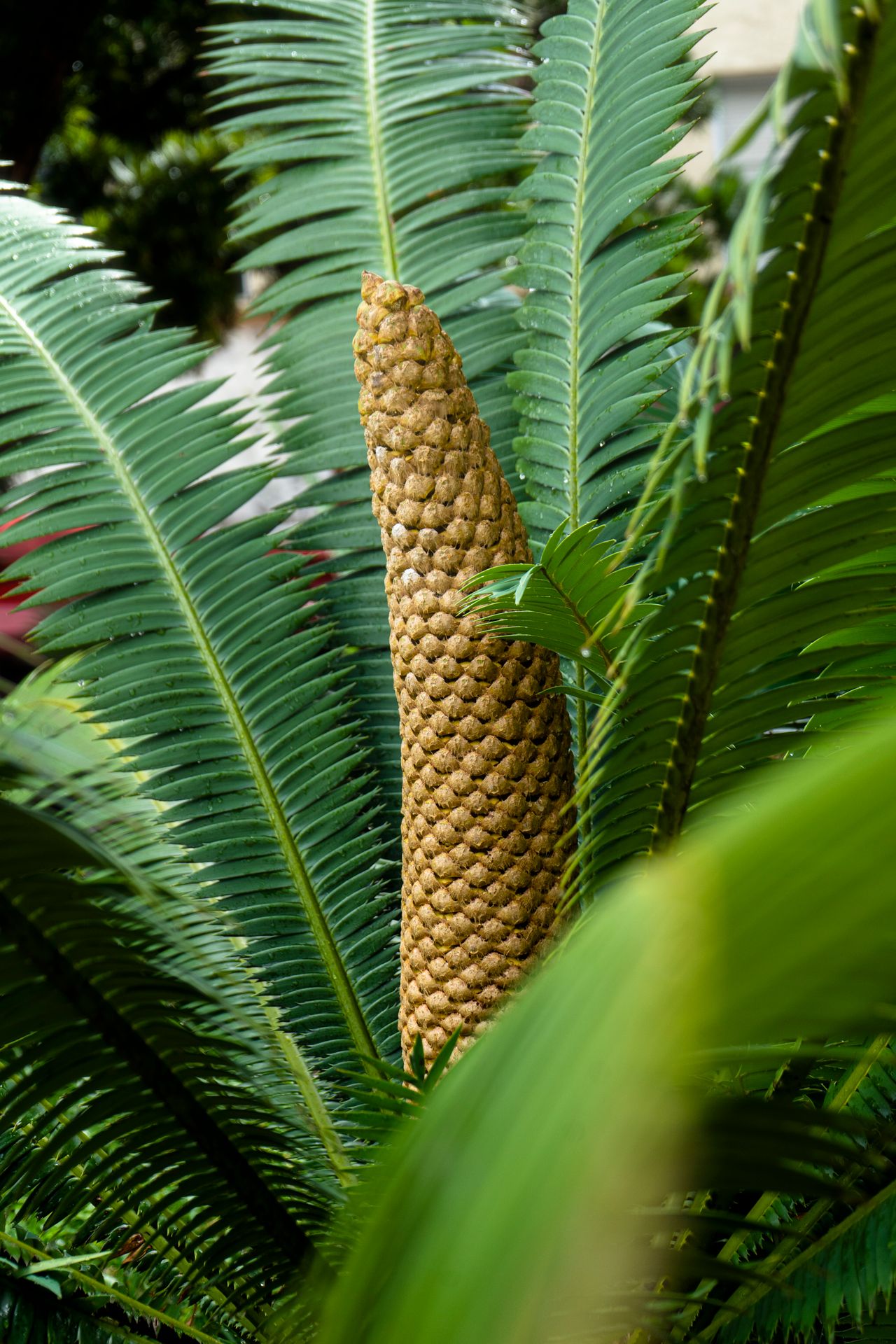 Cycas revoluta
