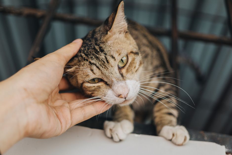 Tabby cat leaning its cheek into a person's open hand, eyes half closed