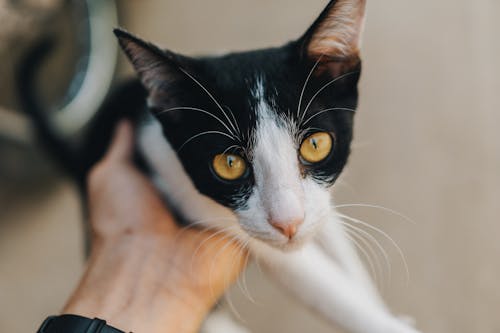 черно белый полосатый кот