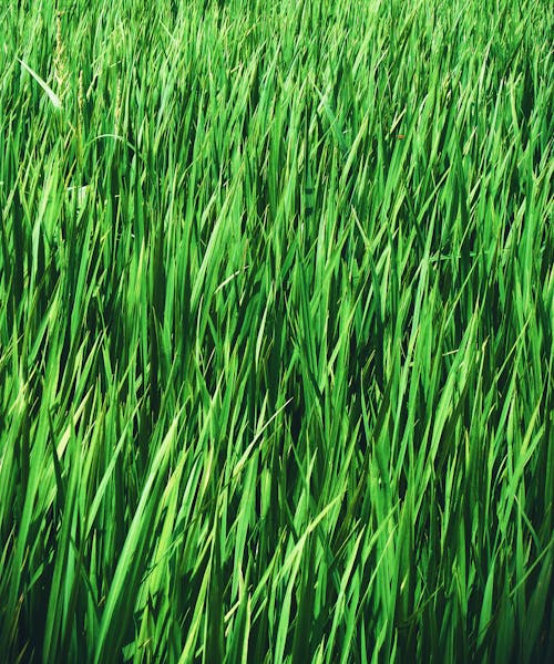 Free stock photo of beautiful grass, farm, farmer
