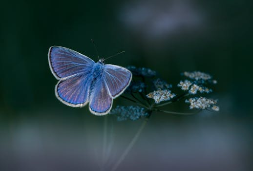 Elegant butterfly perched on flowers in Kehra, Estonia, showcasing its vibrant wings.