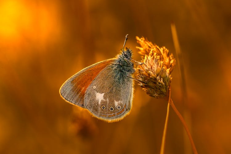 Macro Shot Of A Chestnut Heath