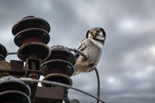 Close-Up of a Northern Hawk-Owl 