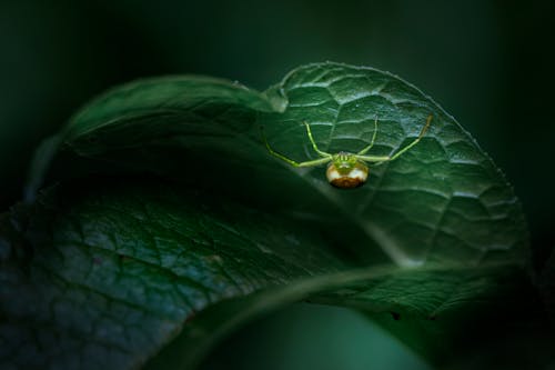 Free Macro Photography of Ladybug on a Leaf Stock Photo