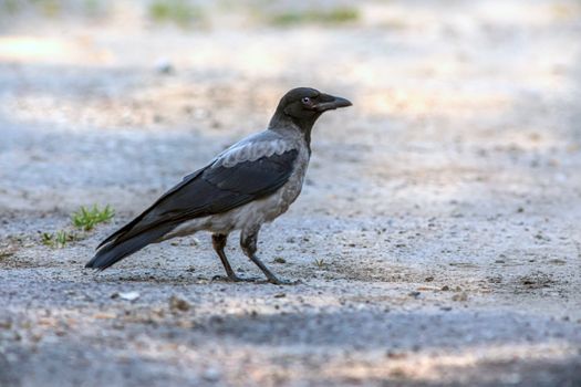 crow photo