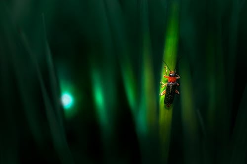 Gratis Fotos de stock gratuitas de antena, Beetle, cantharis pellucida Foto de stock