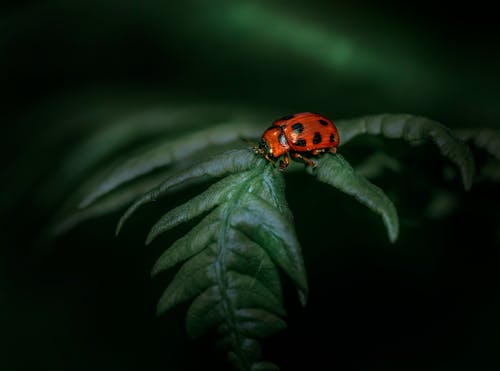 A Ladybug on a Leaf 