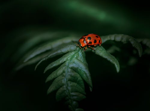 Imagine de stoc gratuită din a închide, animal, automobil beetle