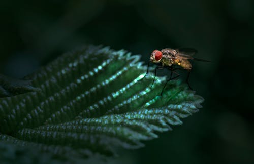 Macro Shot of a Housefly on a Leaf