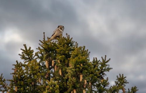 Perched Brown Owl on a Fir Tree