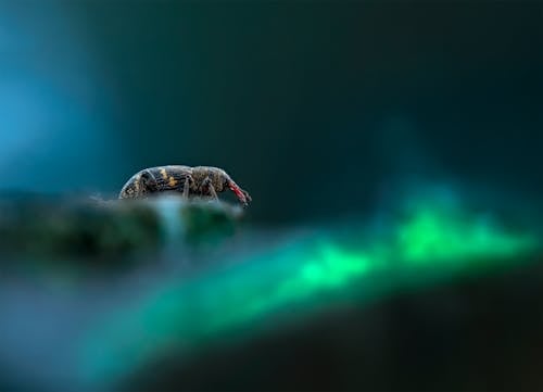 Безкоштовне стокове фото на тему «Beetle, hylobius abietis, великий сосновий довгоносик»