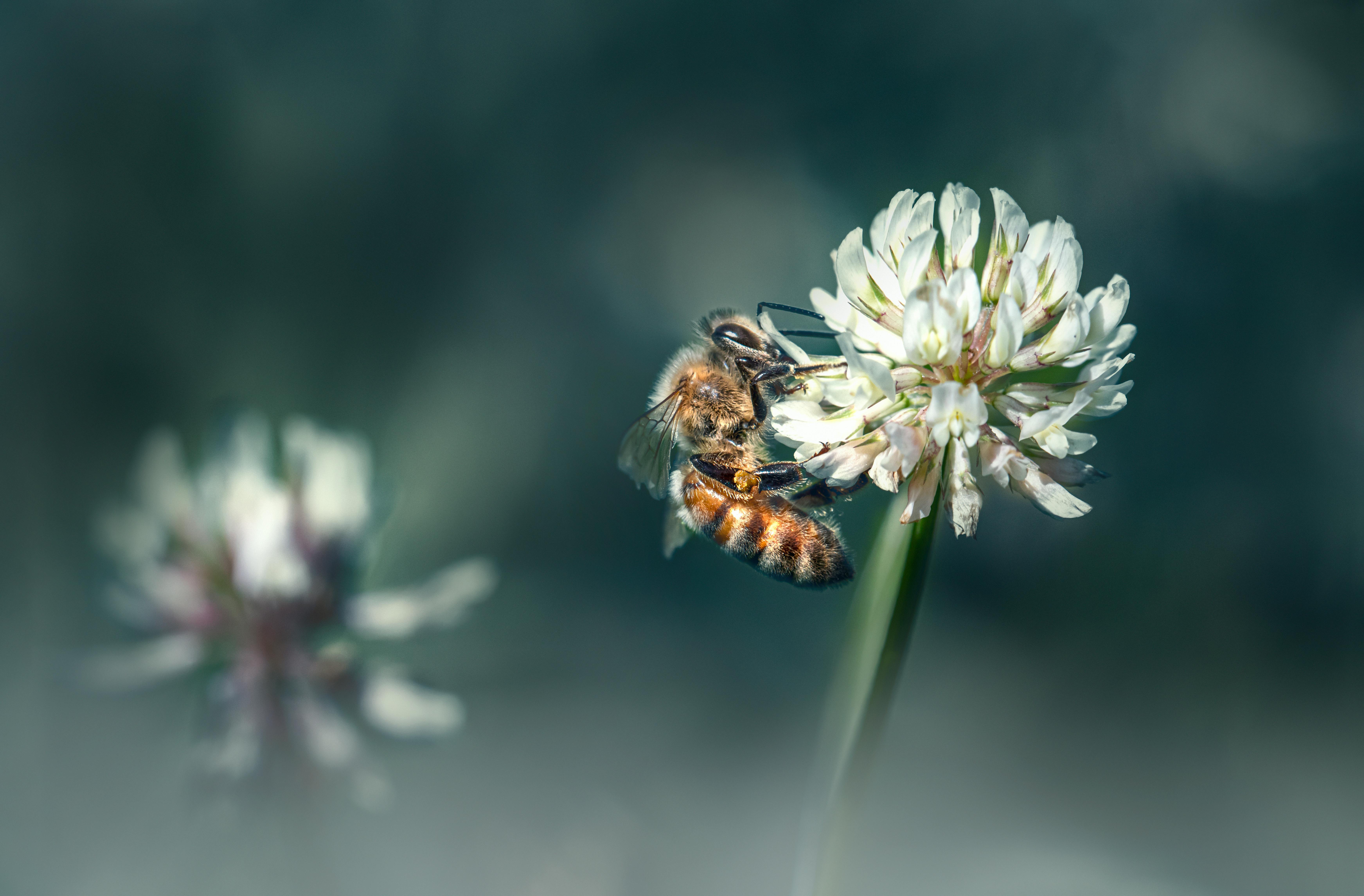 Fleur de Trèfle : Bienfaits Santé et Utilisations