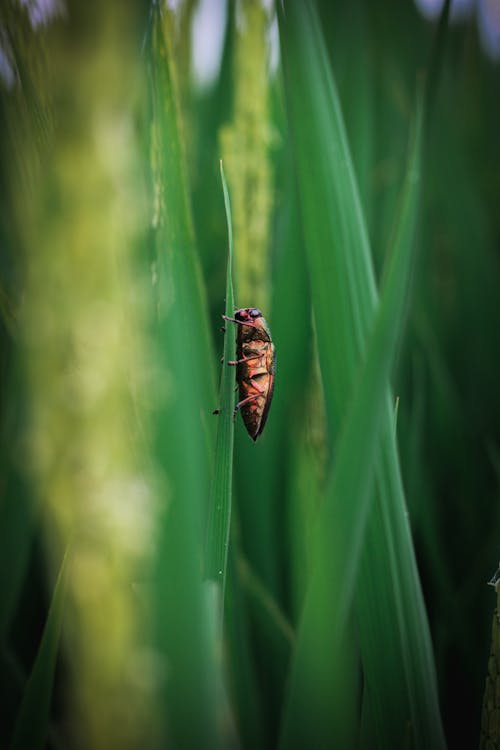 Foto stok gratis beetle, canon, fotografi serangga