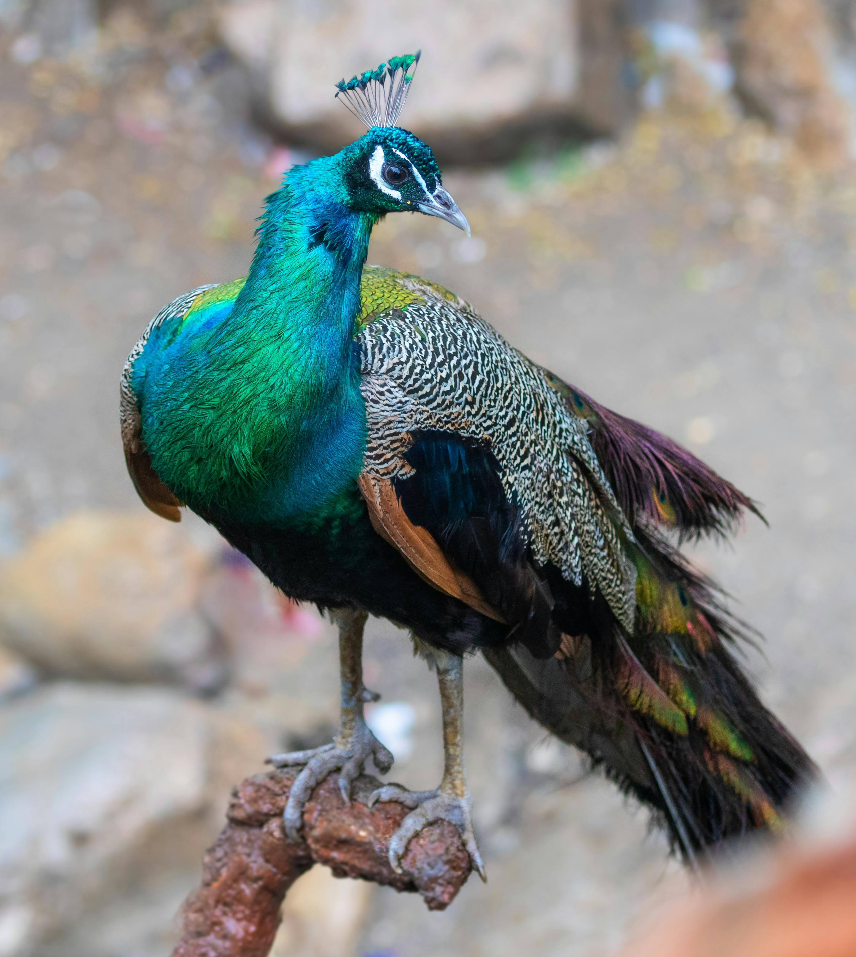 introduction peacock bird