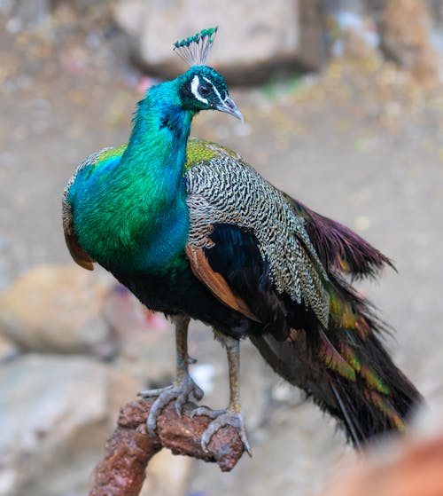 Free Close-up Photo of a Beautiful Peafowl  Stock Photo