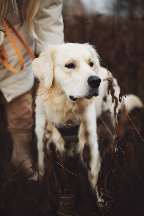 Labrador Puppy Photos, Download The BEST Free Labrador Puppy Stock Photos & HD Images Labrador Puppy Photos, Download The BEST Free Labrador Puppy Stock Photos & HD Images