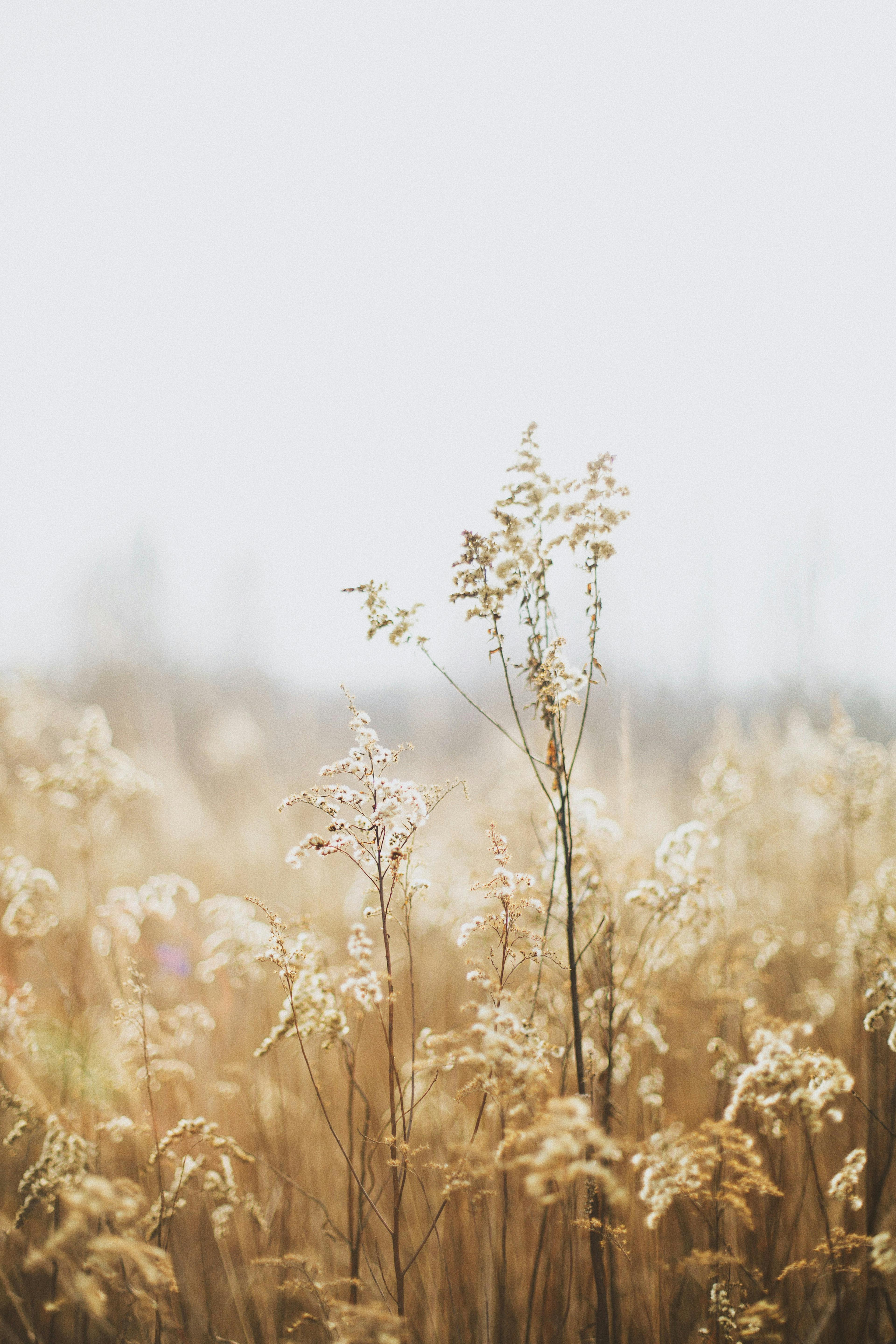 Captivating view of golden grasses in an autumn field near Warsaw, Poland, exuding tranquility and nature's beauty.