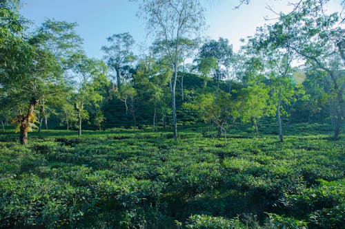 Foto profissional grátis de jardim de chá, srimongol, sylhet