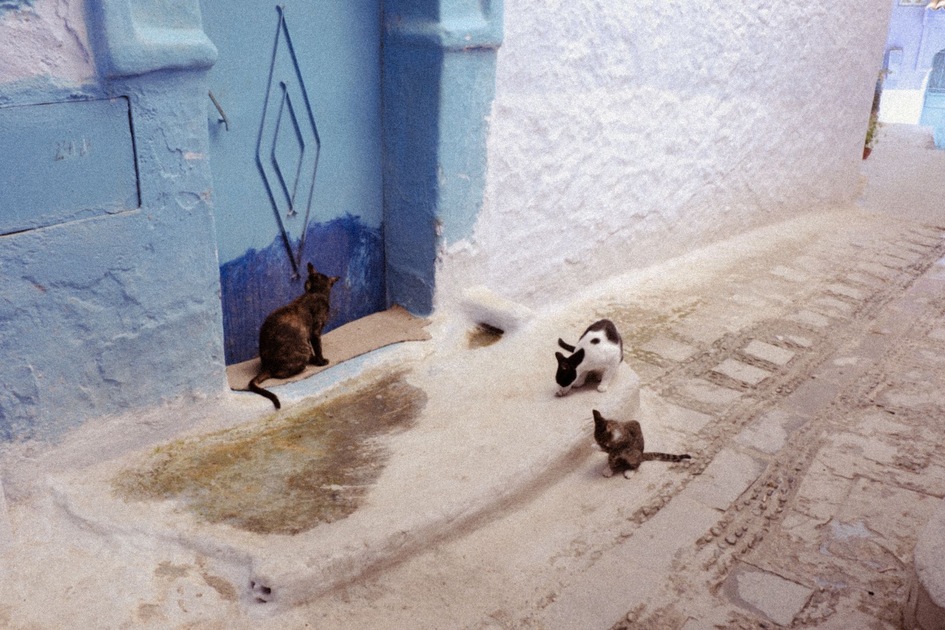 chefchaouen morocco blue doorway cat narrow street medina wall