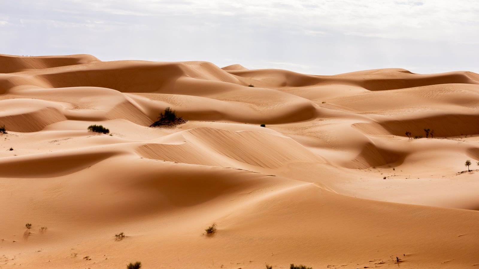 View on a dunes in a desert, Algeria
