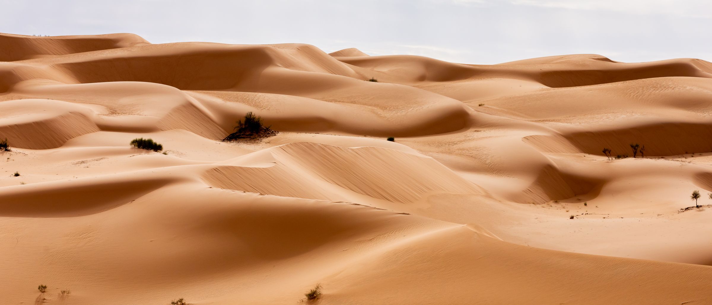 View on a dunes in a desert, Algeria