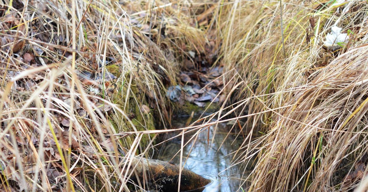 Small Rivulet in the Countryside · Free Stock Photo