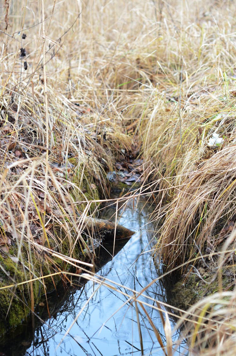 Small Rivulet In The Countryside 