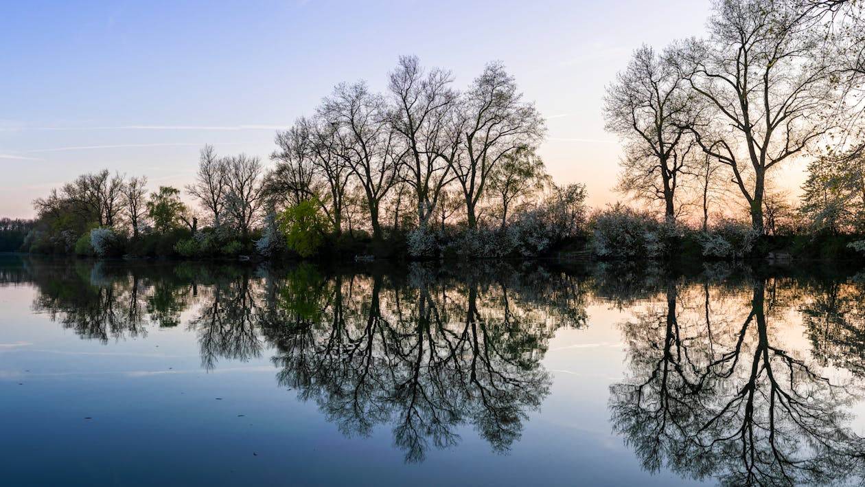 免费 中午在河边的绿树全景照片 素材图片