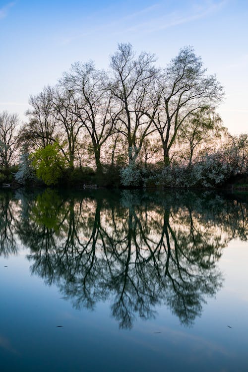 免费 树在河床上的风景照片 素材图片