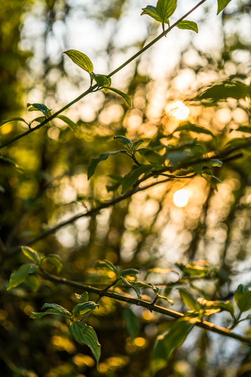 Free Close Up Photo of Green Leaves Stock Photo