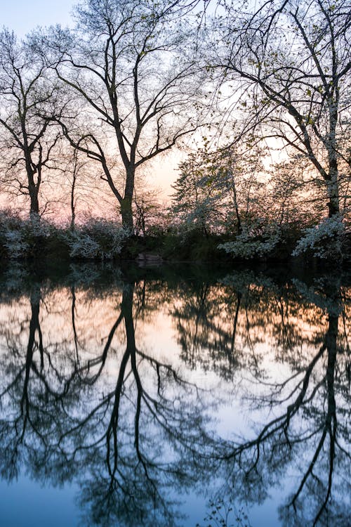 Bare Trees Near Grey Calm Body of Water at Daytime