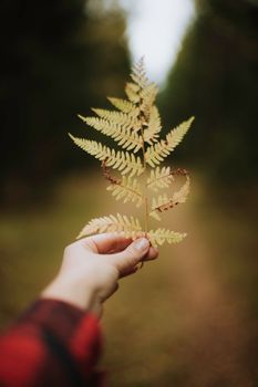 A hand holds a yellow autumn fern leaf against a blurred forest background.