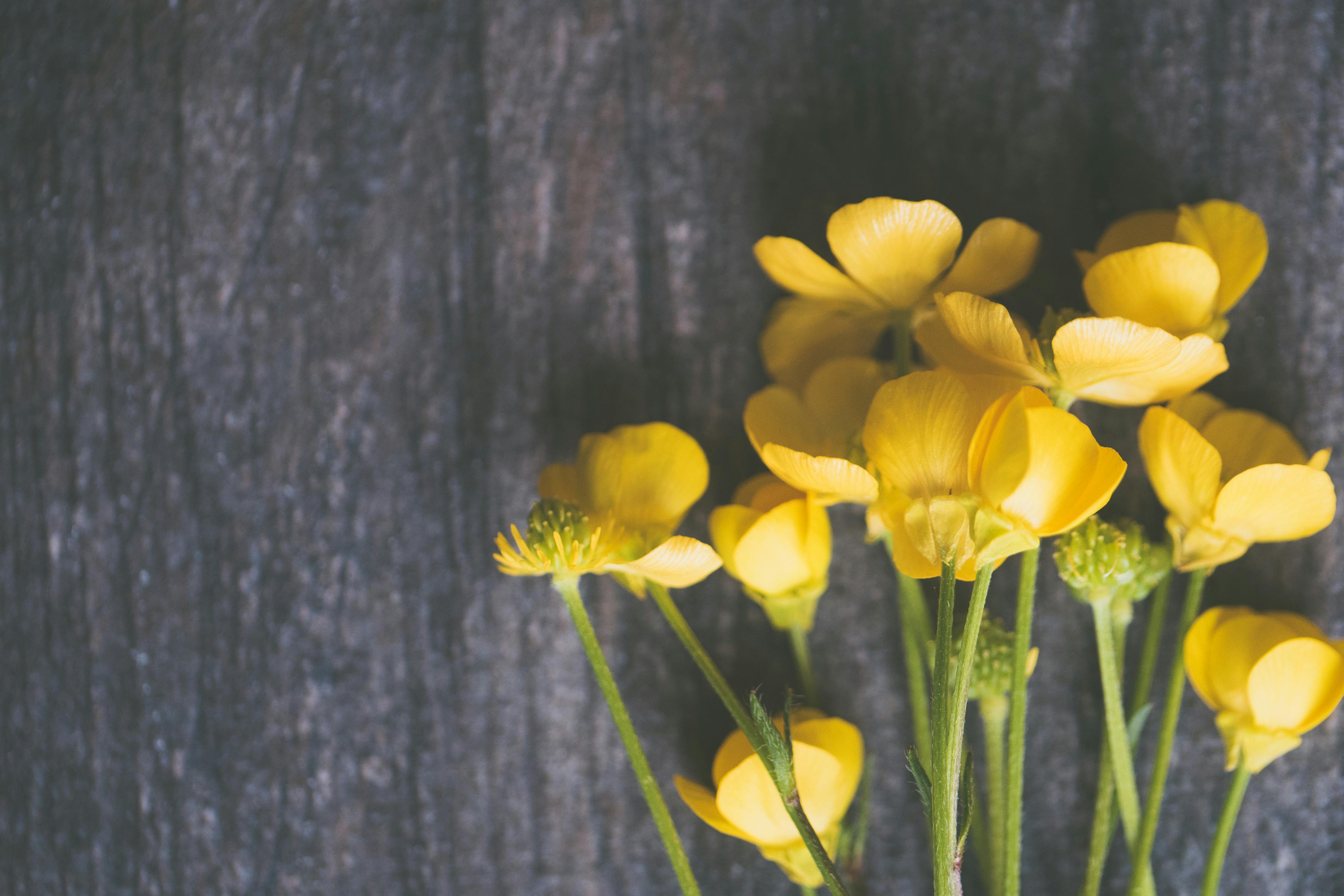 Yellow Buttercup Flowers On Grey Surface Free Stock Photo