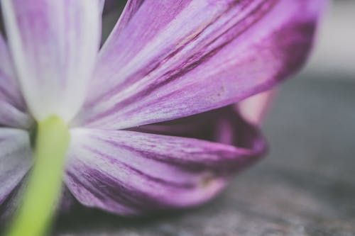 бесплатная Неглубокая фотография фиолетового цветка с лепестками Стоковое фото