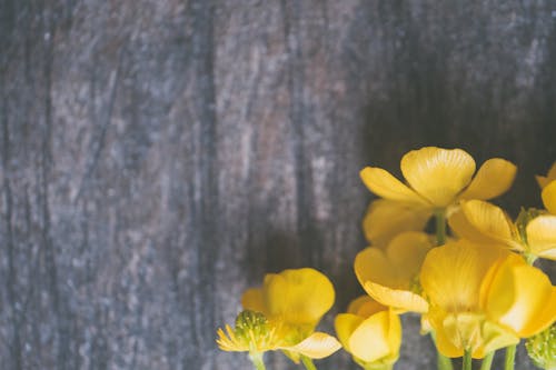 Крупным планом фото желтых лепестков цветов