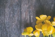 特写的黄色花朵与木制背景，构成了完美的季节性主题