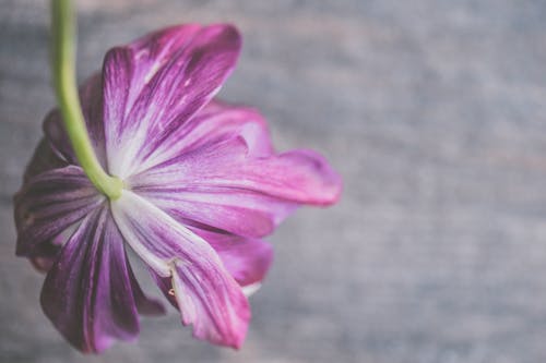 Selektywna Ostrość Fotografii Fioletowych Płatków Kwiatów