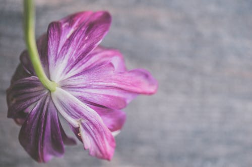 Selectieve Focus Fotografie Van Paarse Bloemblaadjes Bloemen