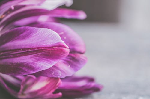 бесплатная Крупным планом фотография фиолетового цветка с лепестками Стоковое фото