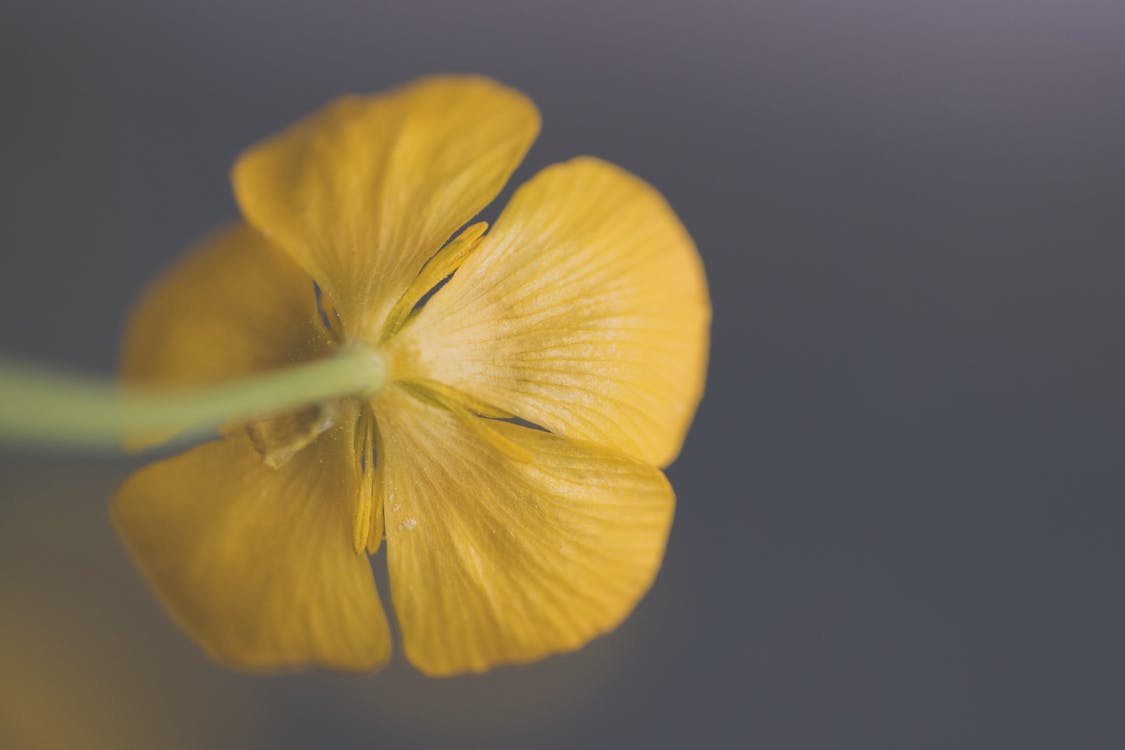 Closeup Photography of Yellow Buttercup Flower