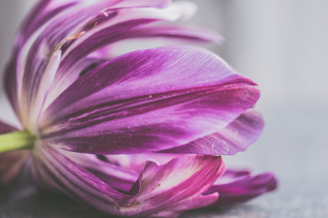 紫色花朵的倾斜移位照片