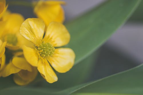 бесплатная Выборочный фокус фото желтого цветка Стоковое фото
