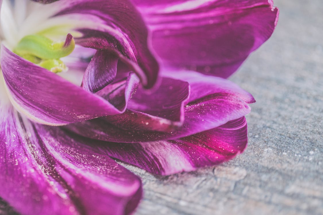 Фиолетовый и белый цветок тюльпана крупным планом
