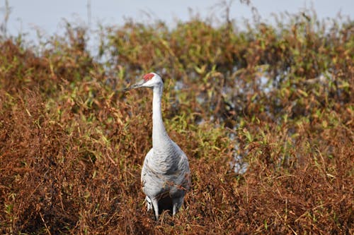 Free Close-Up Shot of a Greater Sandhill Crane on Grass Stock Photo