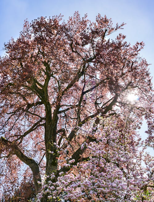 Albero Dalle Foglie Rosse