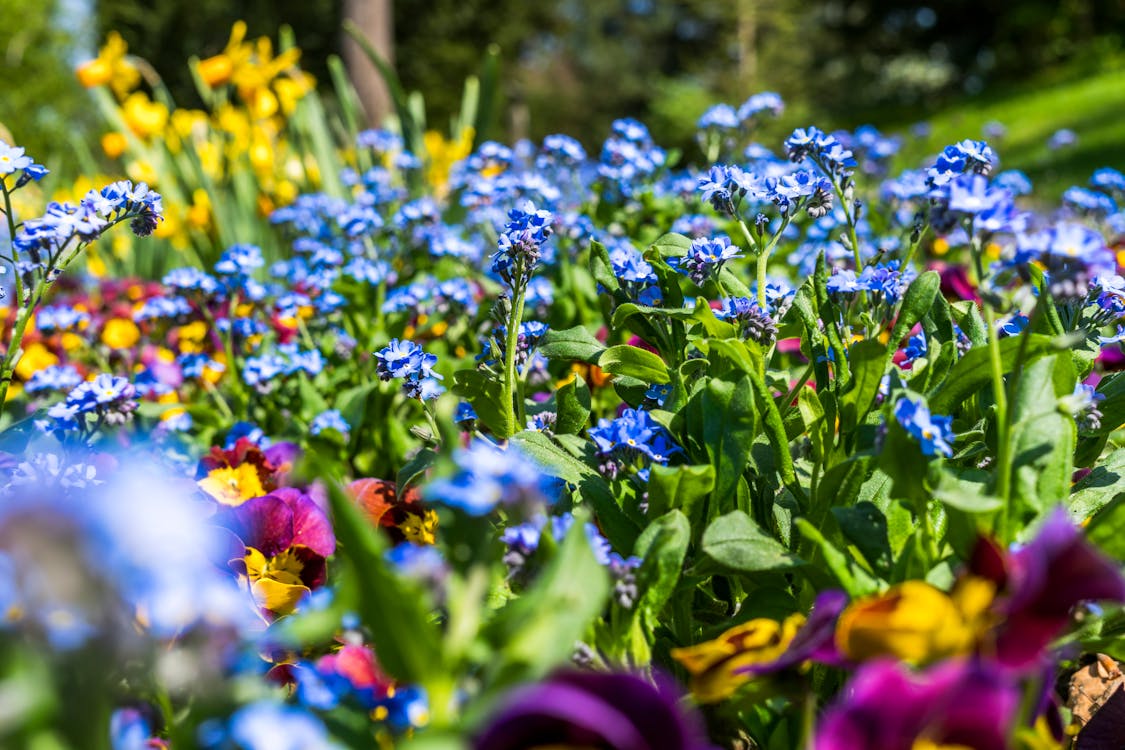 Free Purple and Blue Flowers Stock Photo